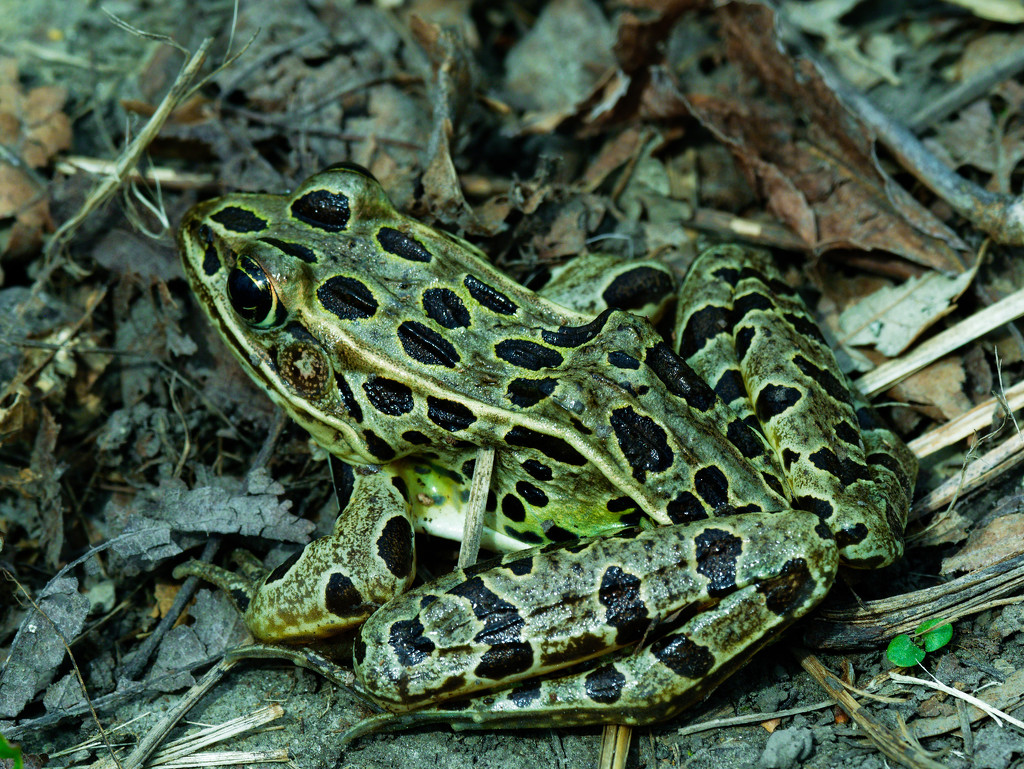 Northern Leopard Frog by rminer