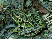 3rd May 2021 - Northern Leopard Frog