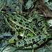 Northern Leopard Frog by rminer