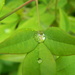Raindrop on Nandina Leaves by sfeldphotos