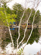 2nd May 2021 - Birch trees and reflections