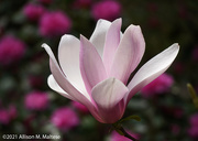 3rd May 2021 - Magnolia Blossom