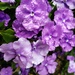Pretty Purple by mariaostrowski