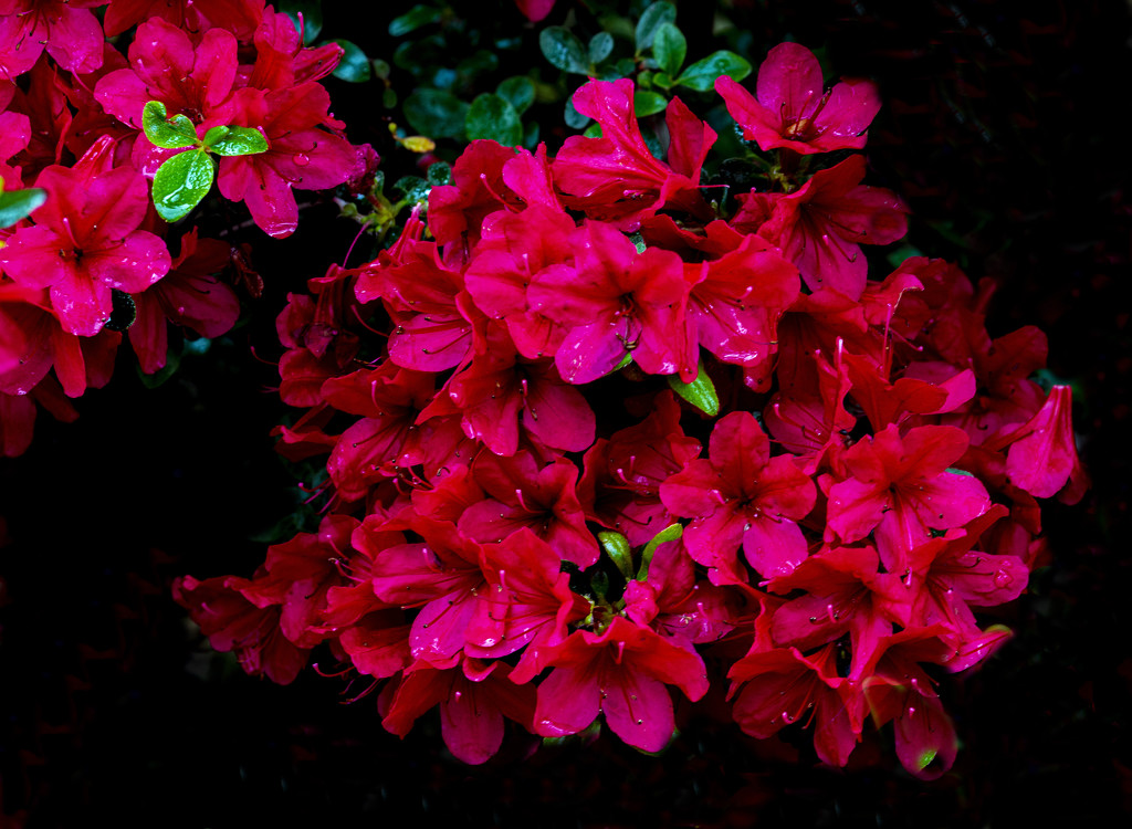 Azaleas in Bloom by cwbill