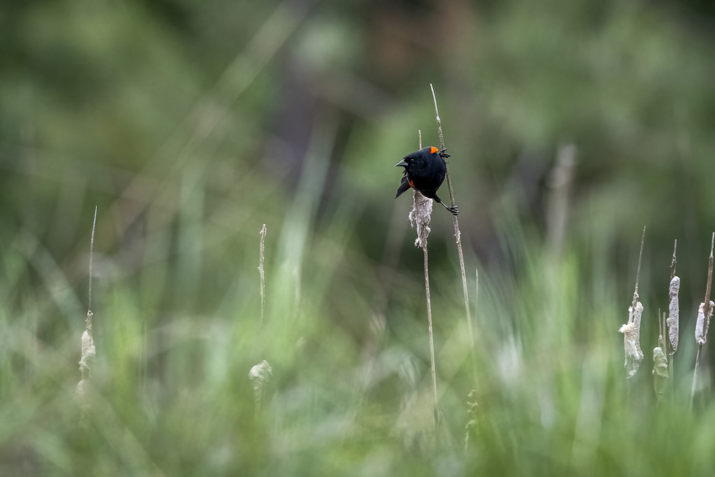 Red-winged Blackbird by nicoleweg