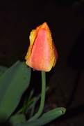 3rd May 2021 - Rainy day Tulip