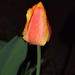 Rainy day Tulip by sandlily