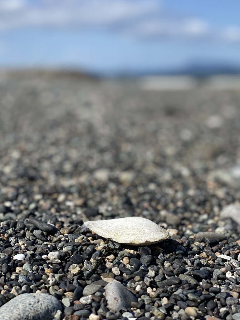 Seashell by clay88