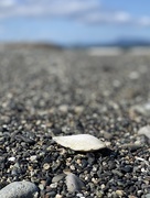 28th Apr 2021 - Seashell
