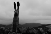 4th May 2021 - The Mysterious Pannanich Hares