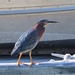 Another Visit From a Green Heron by markandlinda