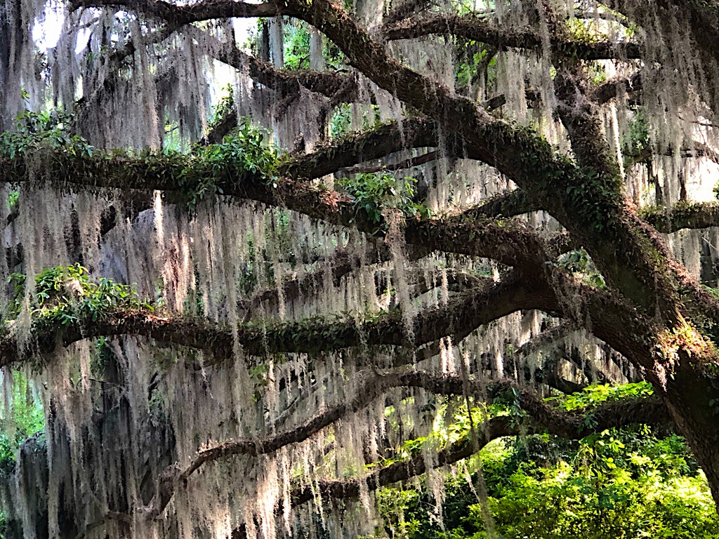 Live oak and Spanish moss by congaree