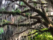 4th May 2021 - Live oak and Spanish moss