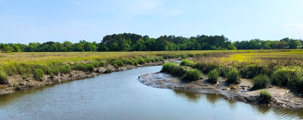 Marsh and tidal creek at low tide by congaree