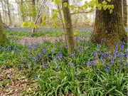 4th May 2021 - Bluebells2