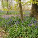 Bluebells2 by 365projectorgjoworboys