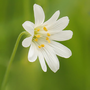 4th May 2021 - Wood Anemone 