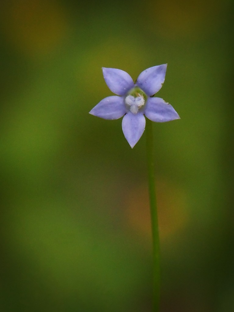 My 16th wildflower find of spring... by marlboromaam