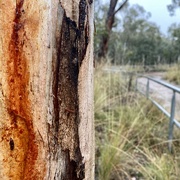 4th May 2021 - Rusty tree