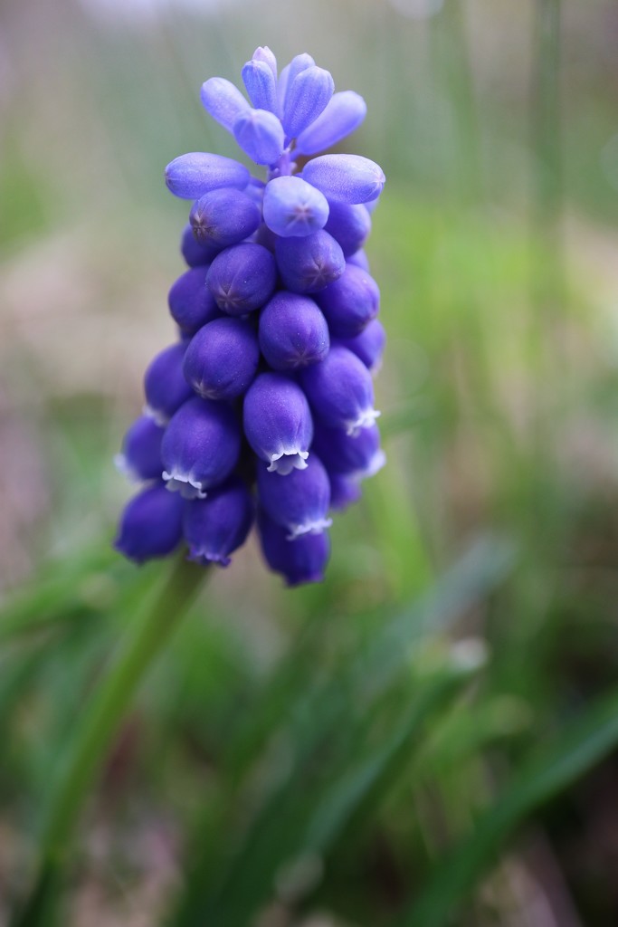 Grape Hyacinth  by okvalle