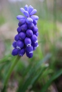 4th May 2021 - Grape Hyacinth 