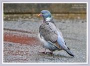 4th May 2021 - Wood Pigeon In The Rain