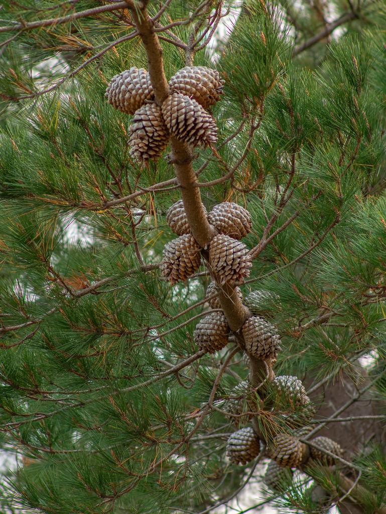 Conifer cones by gosia