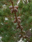 27th Apr 2021 - Conifer cones