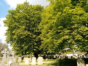 4th May 2021 - Horse Chestnut Trees