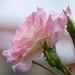 Raindrops On Roses DSC_6572 by merrelyn