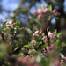 Apple Blossom  by motherjane