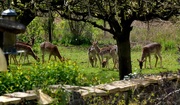 4th May 2021 - Seven of Eight Fallow Deer In The Garden
