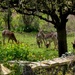 Seven of Eight Fallow Deer In The Garden by arkensiel