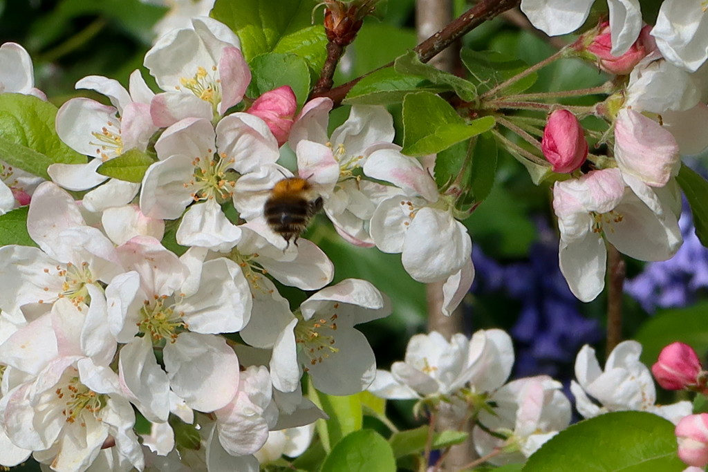 Bee & Blossom by davemockford