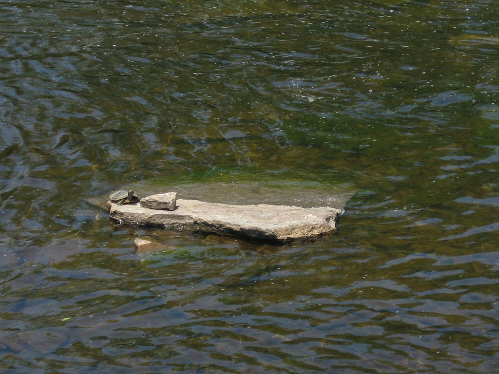 Rocks #5: In River, with Turtle by spanishliz
