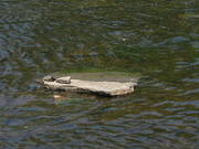 4th May 2021 - Rocks #5: In River, with Turtle