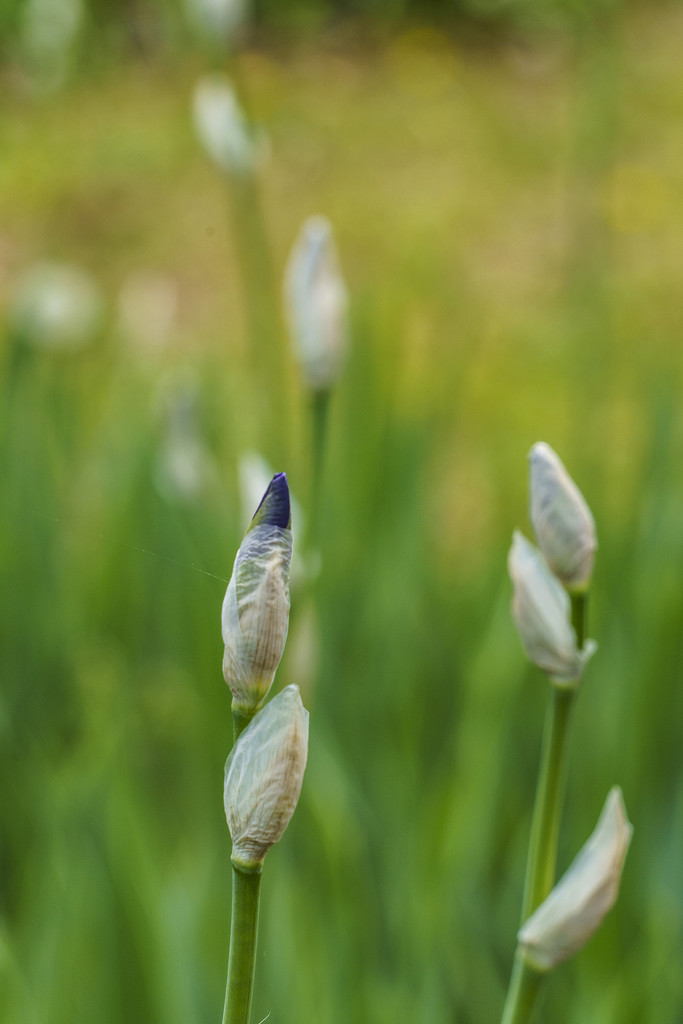 Iris Buds by k9photo