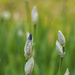 Iris Buds by k9photo