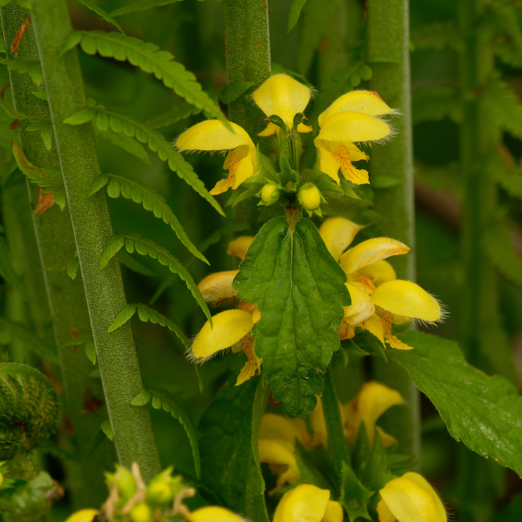 yellow archangel by rminer