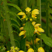 4th May 2021 - yellow archangel