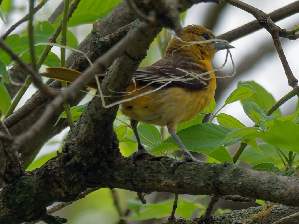 Female Baltimore Oriole by rminer