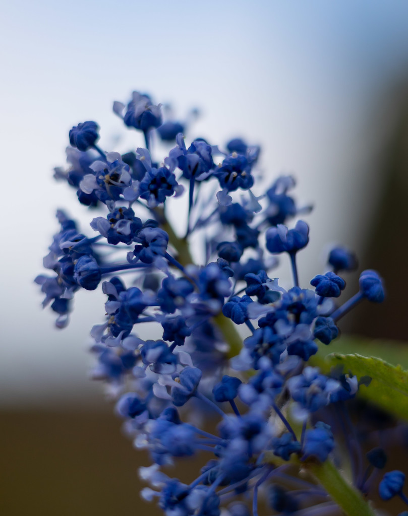 Ceanothus macro blue by peadar