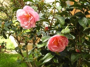 4th May 2021 - My Favourite Camelia