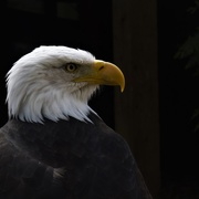 4th May 2021 - Bald eagle