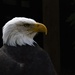 Bald eagle by 30pics4jackiesdiamond