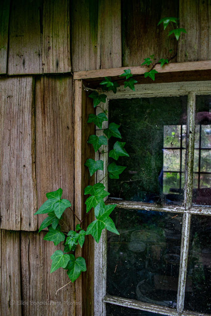 Ivy Vine by theredcamera