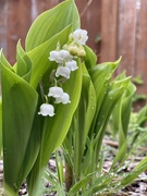 22nd Apr 2021 - My favorite. Lily of the Valley