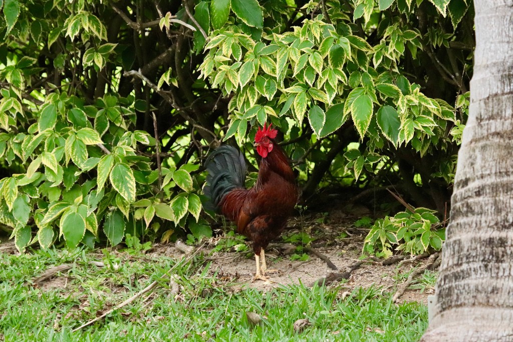 A noisy rooster. by lisasavill