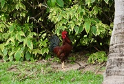 19th Apr 2021 - A noisy rooster.
