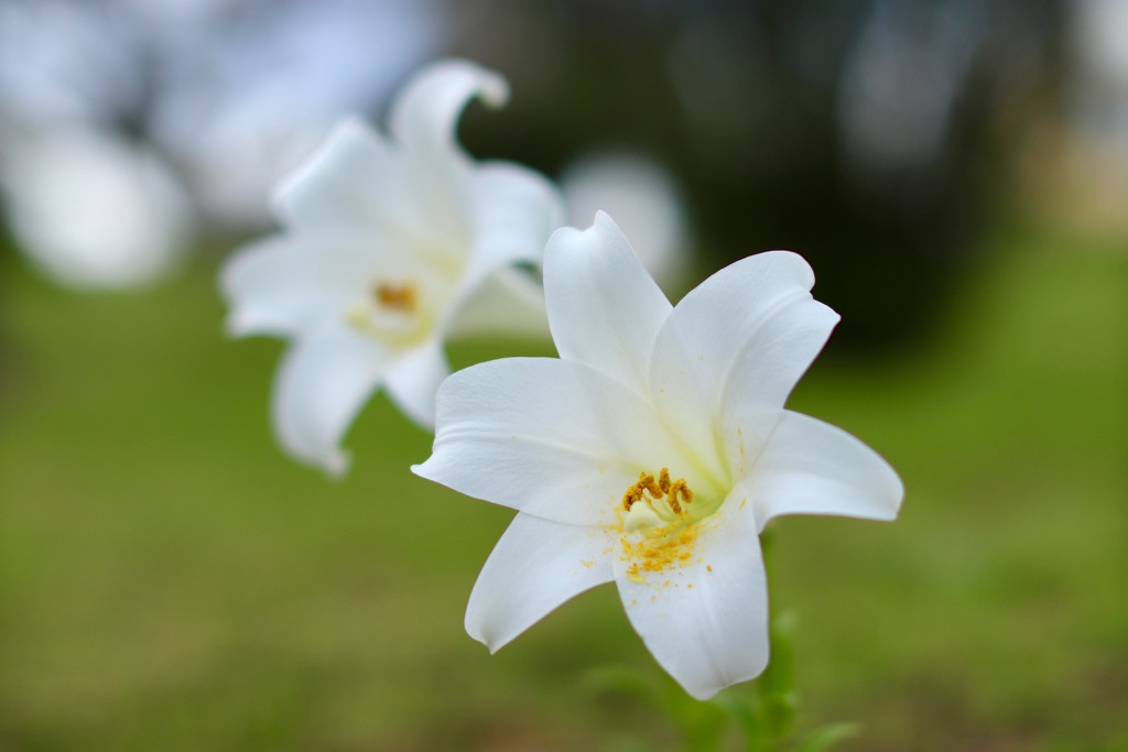 Easter lilies by lisasavill